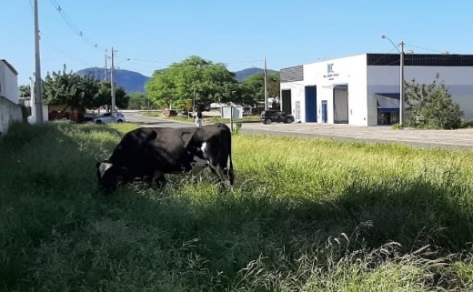 Guanambi: SMTran já recolheu 57 animais de grande porte soltos em via pública em 2024