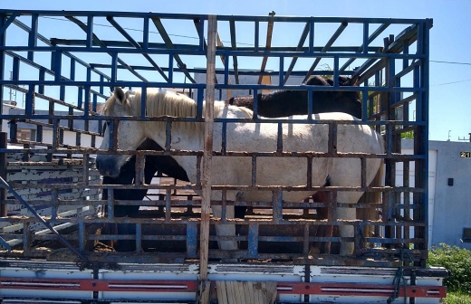 Guanambi: SMTran já recolheu 57 animais de grande porte soltos em via pública em 2024