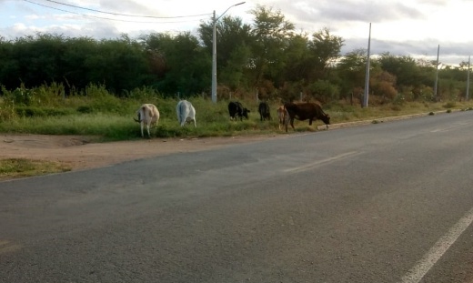 Guanambi: SMTRAN recolhe seis bovinos soltos na BR-122 e alerta para riscos de acidentes