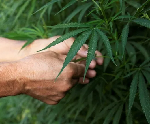 PM apreende porções de maconha durante ação da ROCAM