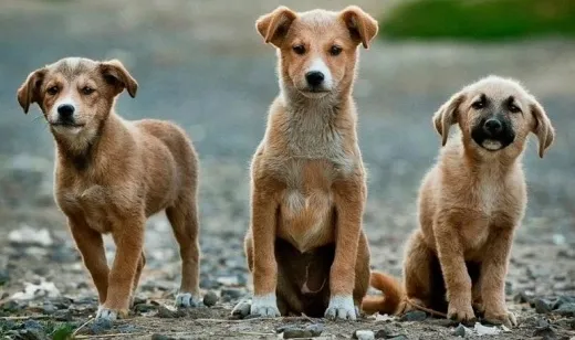 Prefeitura firma parceria com a Associação AuAu para ações de proteção e bem-estar animal