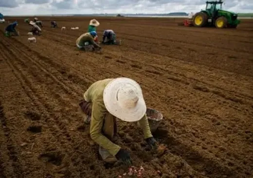 Câmara pode analisar projeto de atualização do Seguro Rural