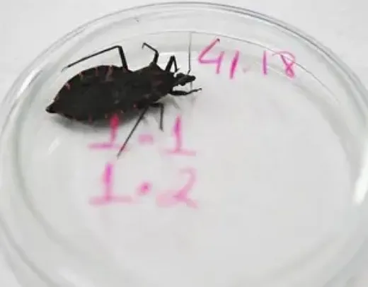 Bahia e Pará reforçam ações contra a doença de Chagas após aumento de casos