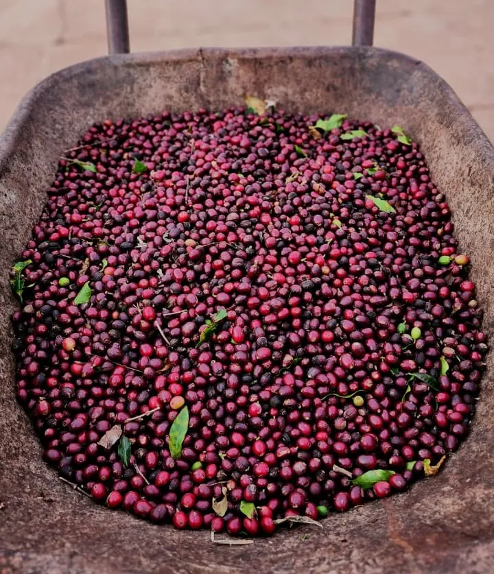 Única cidade do Nordeste na disputa, Piatã coloca 13 cafés entre os melhores do Brasil