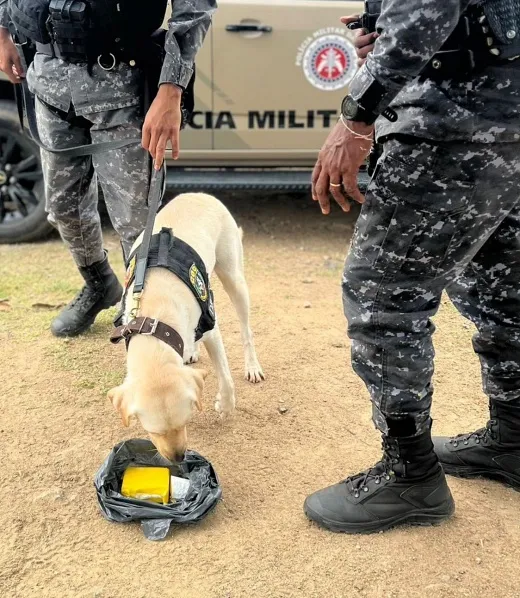 Com Canis do Batalhão de Choque e da CORE, Operação Cerco encontra drogas e aprofunda buscas em área de mata