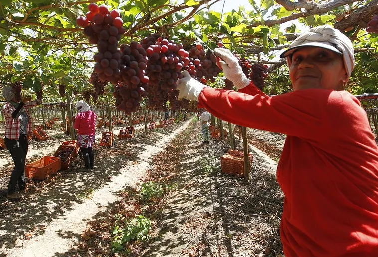 Agricultura baiana alcança R$ 56,2 bilhões em 2025