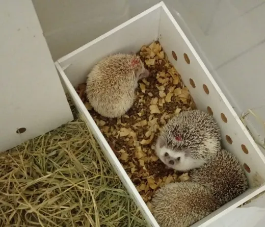 Inema reforça combate ao transporte ilegal de animais após apreensão de ouriços africanos 