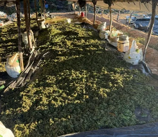 Com roças encontradas, as Forças da Segurança Pública da Bahia chegam à marca de 1 milhão de pés de maconha erradicados em 2026