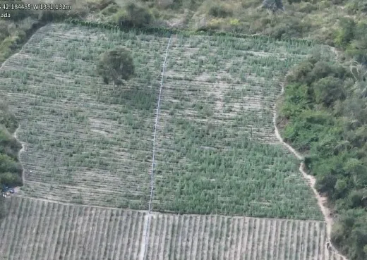 Terceira fase da Operação Raízes Ocultas erradica 200 mil pés de maconha