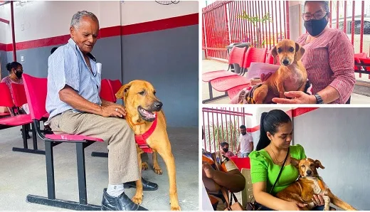 Prefeitura inicia procedimento de microchipagem de cães e gatos