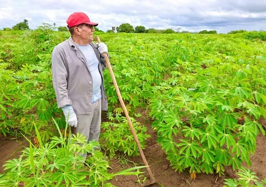 No Dia da Mandioca, pesquisa e parceria movem o avanço da cultura