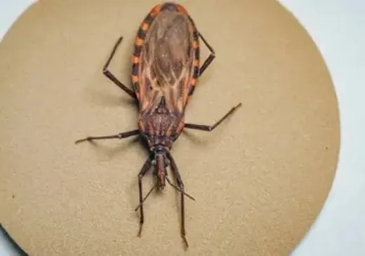 Caturama e Novo Horizonte estão entre municípios prioritários para ações contra Doença de Chagas