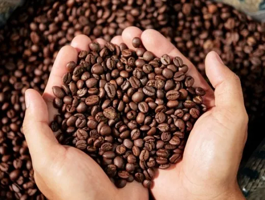 Dia Mundial do Café: Chapada Diamantina, Barra do Choça e Barra da Estiva reforça liderança do Nordeste