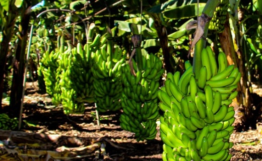 Banana de Bom Jesus da Lapa recebe certificação nacional como produto de qualidade diferenciada