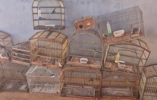 CIPPA Lençóis resgata 17 aves e apreende armadilhas durante operação em Caturama e Rio do Pires