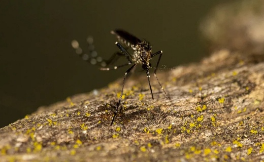 Sesab confirma terceira morte por dengue na Bahia
