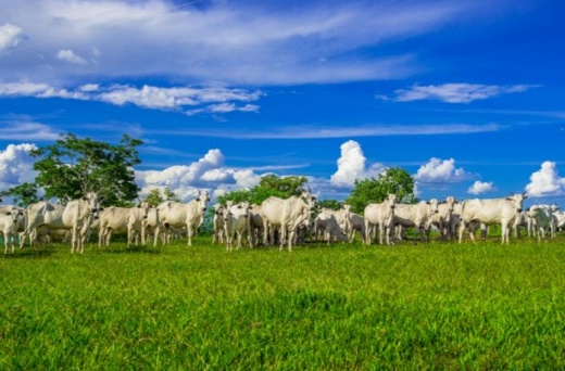 Bahia inicia nova fase de atualização cadastral do rebanho bovino em novembro