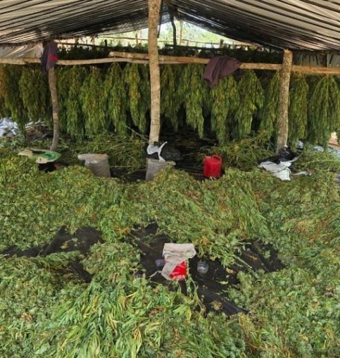 Operação Deméter erradica plantação com cerca de 180 mil pés de maconha na zona rural de Bonito