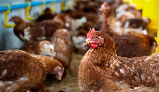 Bahia lidera avicultura no Nordeste com crescimento de 16,3% em ovos e 152 milhões de aves