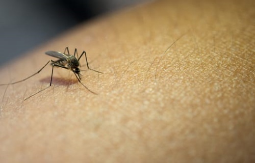 Minuto da saúde: os perigos da automedicação contra a dengue